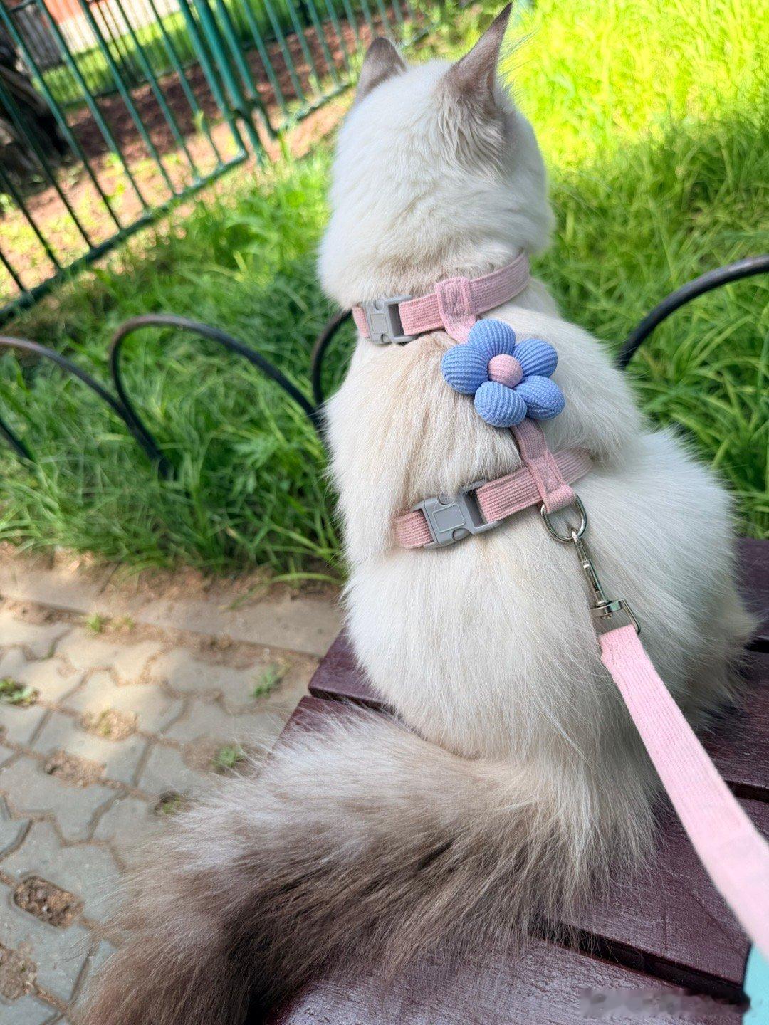 猫妹妹今天出街📷一堆人围着各种夸👍♥️
