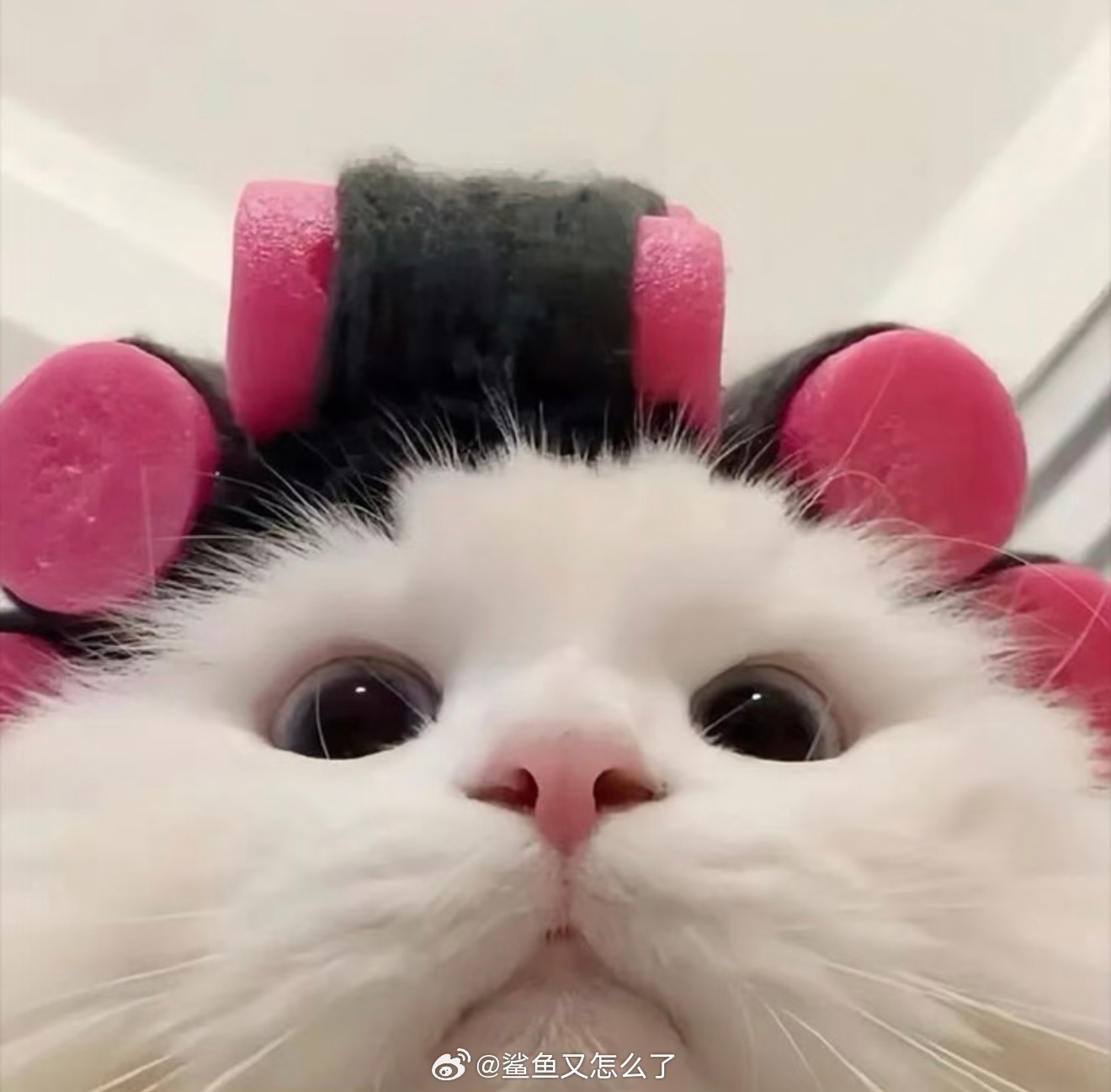 我一想到老爸也要坐在那里烫头发就好想笑 