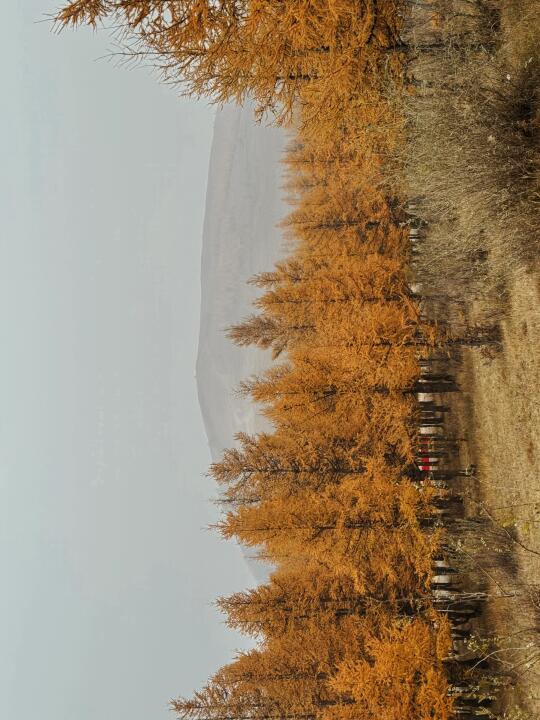 已经开始期待内蒙古的秋天了🍂