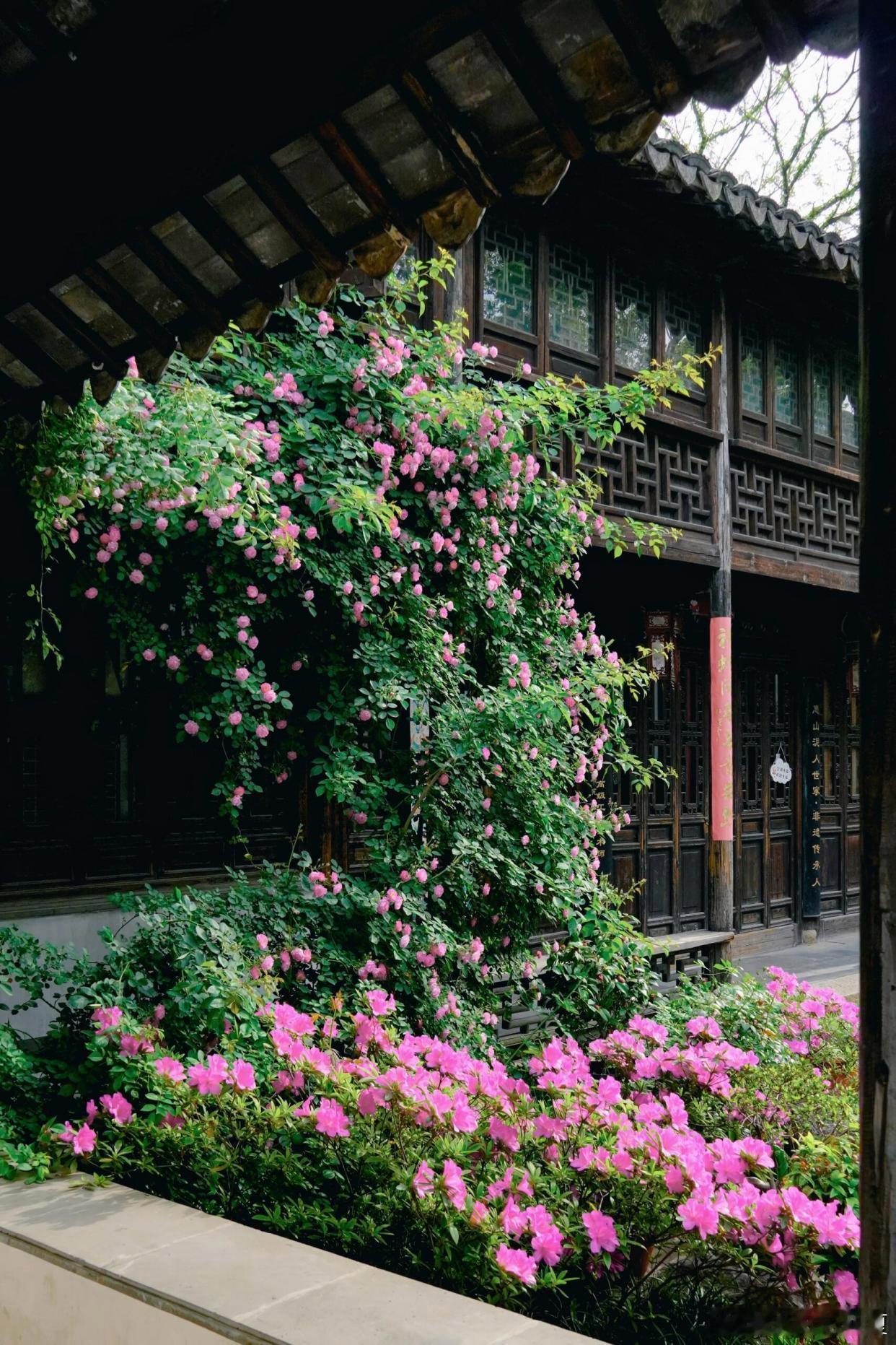 暮春草木葱茏，繁花依旧，从容欣赏人间美景～ 