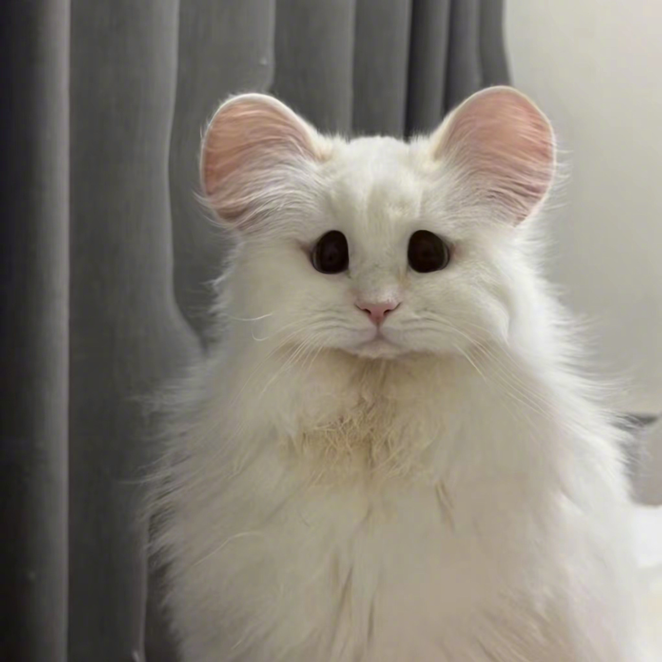 十二生肖猫！！ 