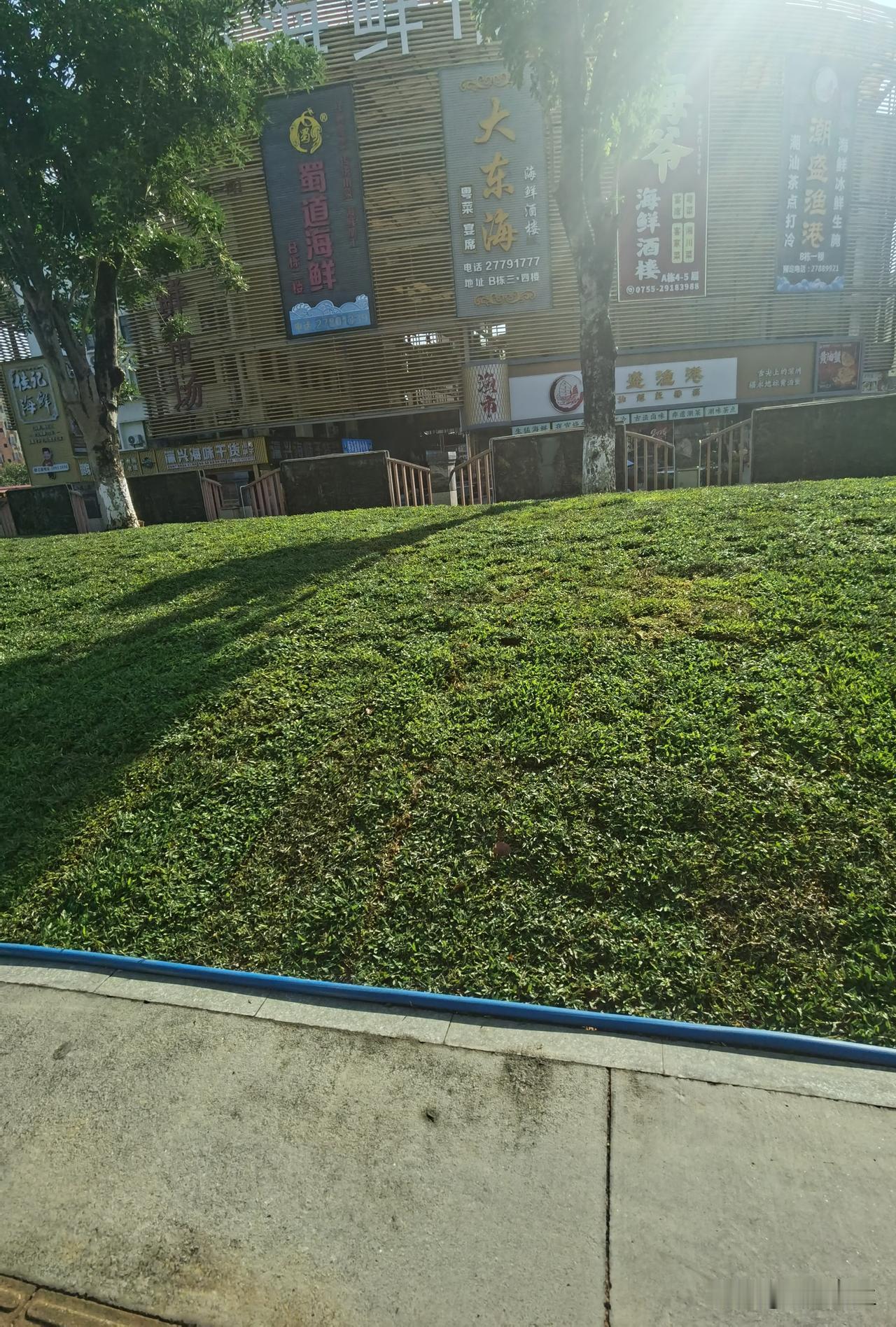 前几天路过的这片草坪，终于绿化完工了！满眼翠绿，起伏的草坡在阳光下特别养眼，配上