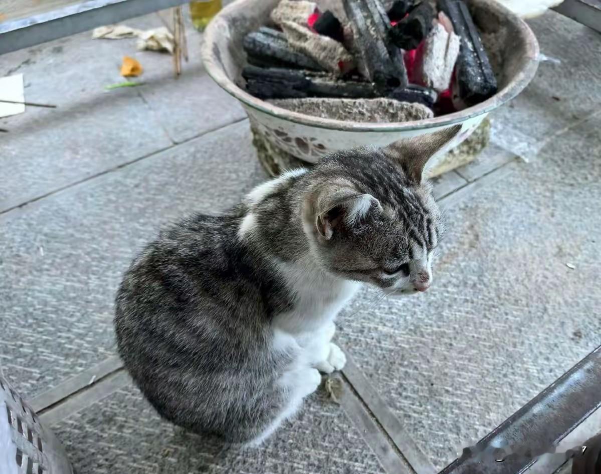 炉边猫语：一整个冬天的温暖，都在这了
 
谁懂啊！冬天的火炉旁，永远有只“偷暖”