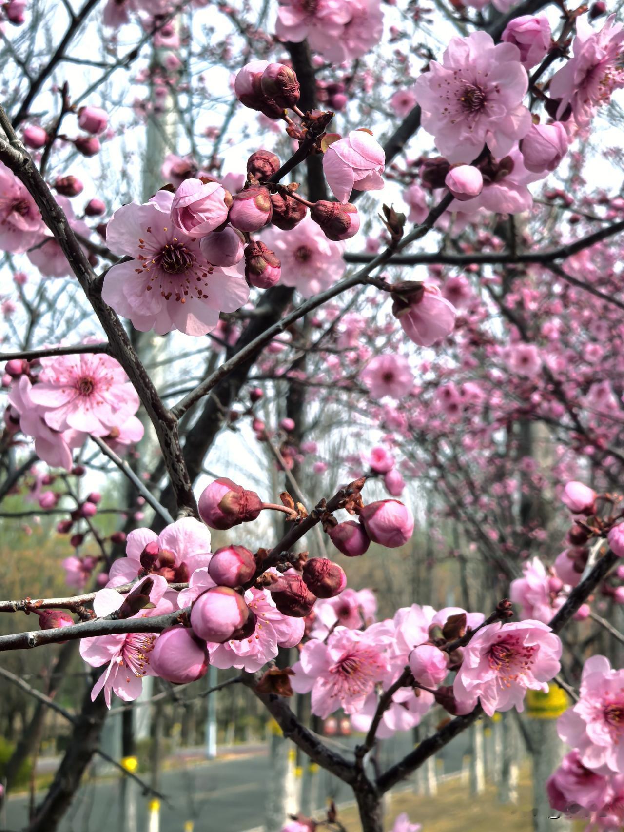 今天开心的事，送娃上学后，去虞河景观带溜达了一圈，一年四季春光美。