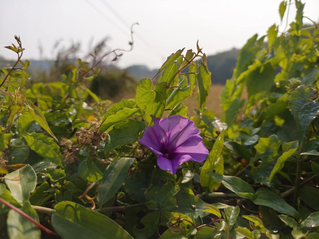 大概基本都是吧，毕竟有权衡利弊这个成语！
有利益才能长久！