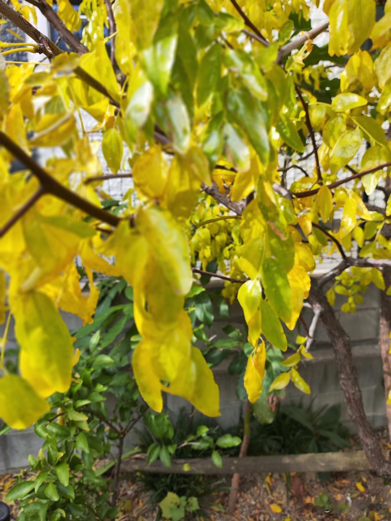 思想意识形态上，我们本土培养的人才才是立国的根本；科学技术方面，倒是可以是师夷长