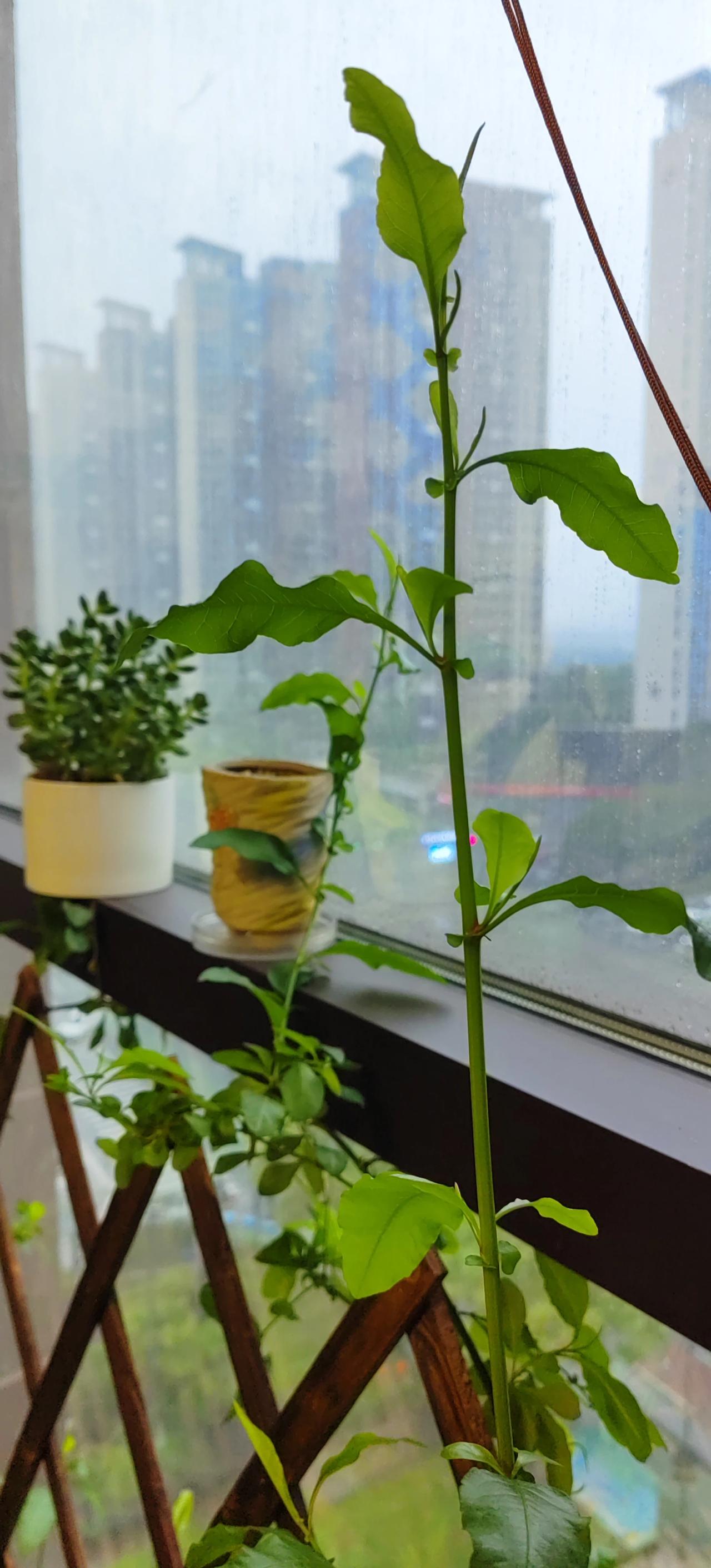 #上联: 春光明媚百花艳，诚邀下联#夏日火热草木繁