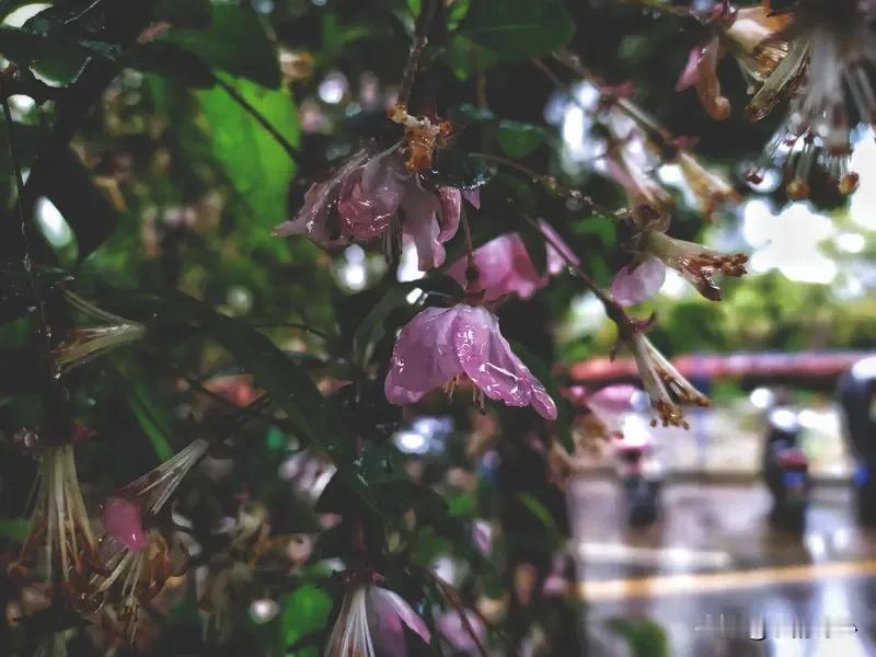细雨繁花晓色新。看到这个上联“淡烟疏柳春光媚”，意境那叫一个美啊，淡淡的烟雾缭绕