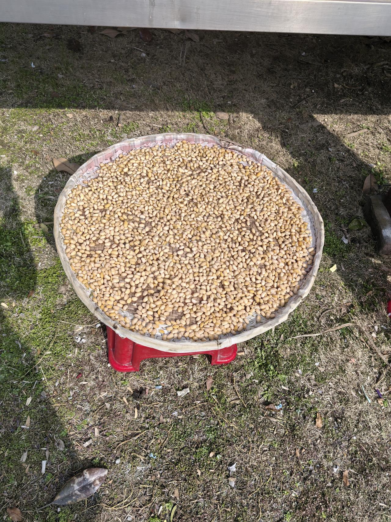 今年过年不打算回去了，这对我而言是很艰难的决定，尽管要加班但也还有五六天假，如果