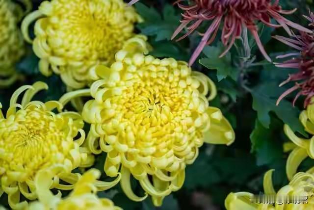 《菊花》
秋丛绕舍似陶家，遍绕篱边日渐斜。
不是花中偏爱菊，此花开尽更无花。