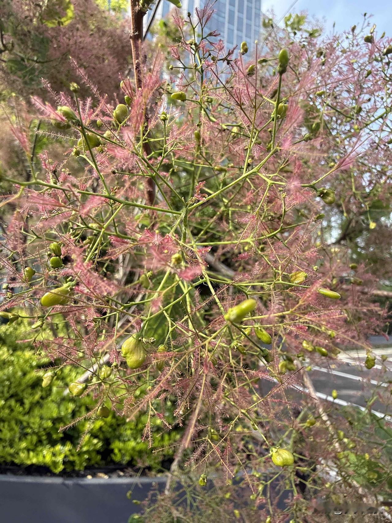 【小对联】
上：……？
下：软豆腐。