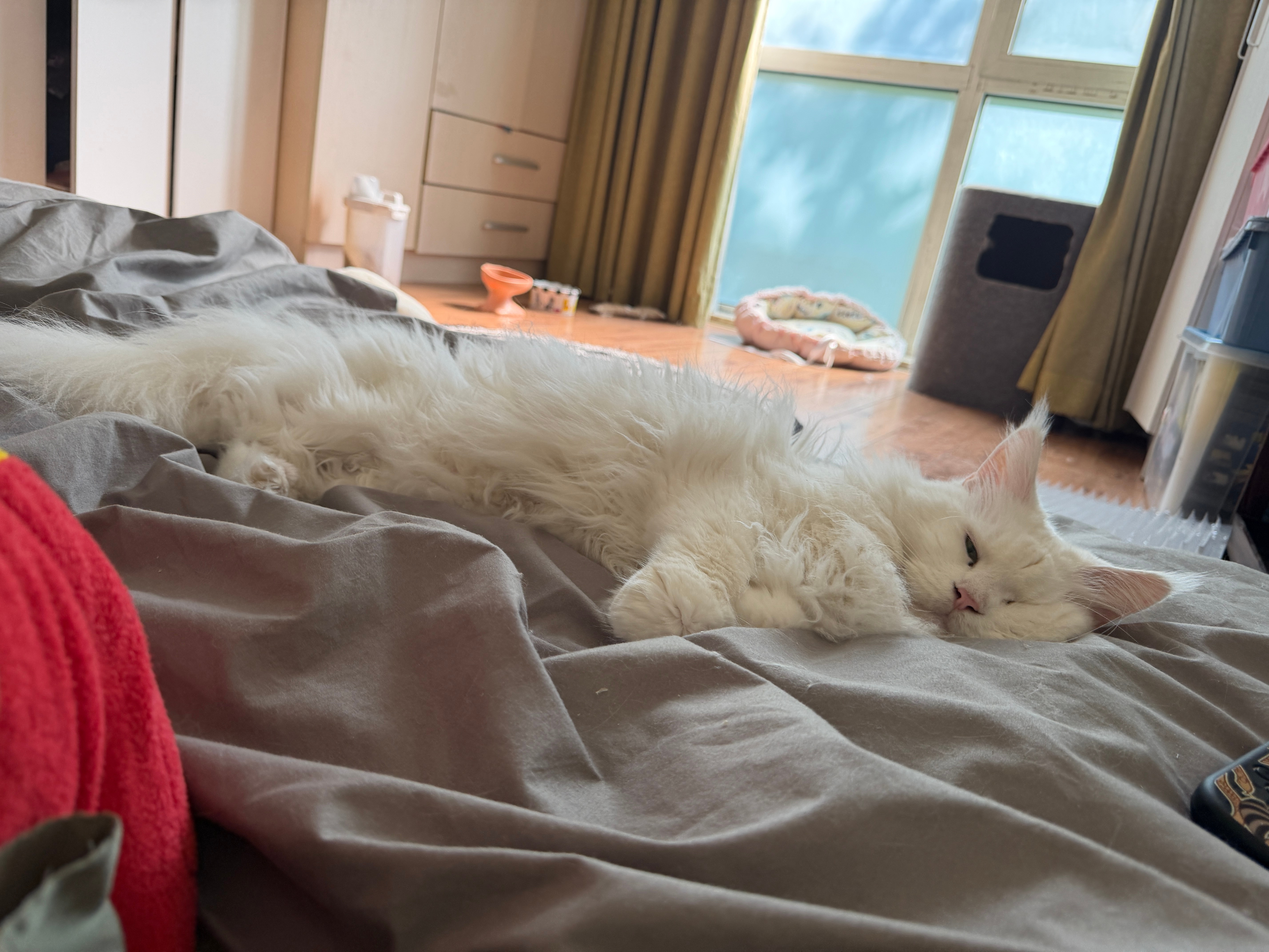 早上一睁眼看到这个扁扁的猫条的wink臭宝～醒了？ ​​​