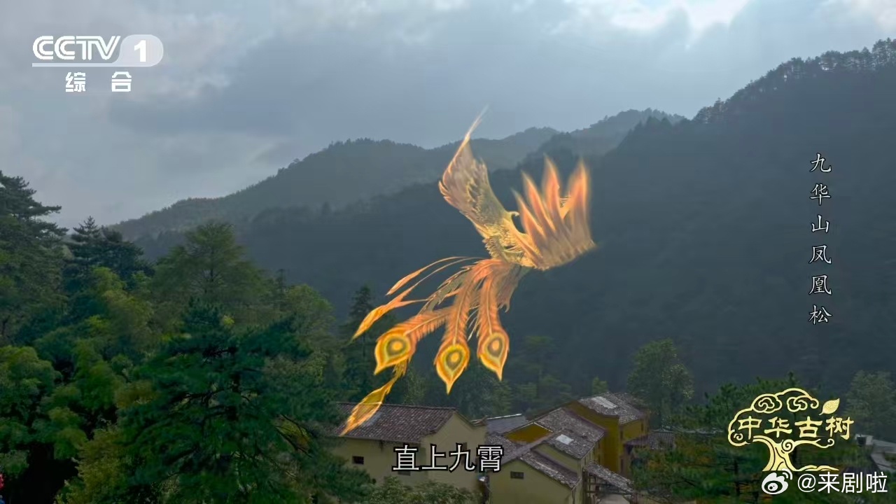 风一吹千年古松秒变展翅凤凰约1400岁古松树像一只大凤凰1400年没飞走，是因为