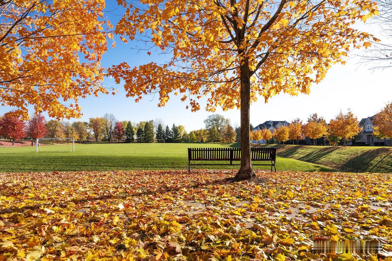 照片里，银杏叶铺满石板路，金黄与橙红交织成毯，风一吹便簌簌作响。抬头是澄澈如洗的