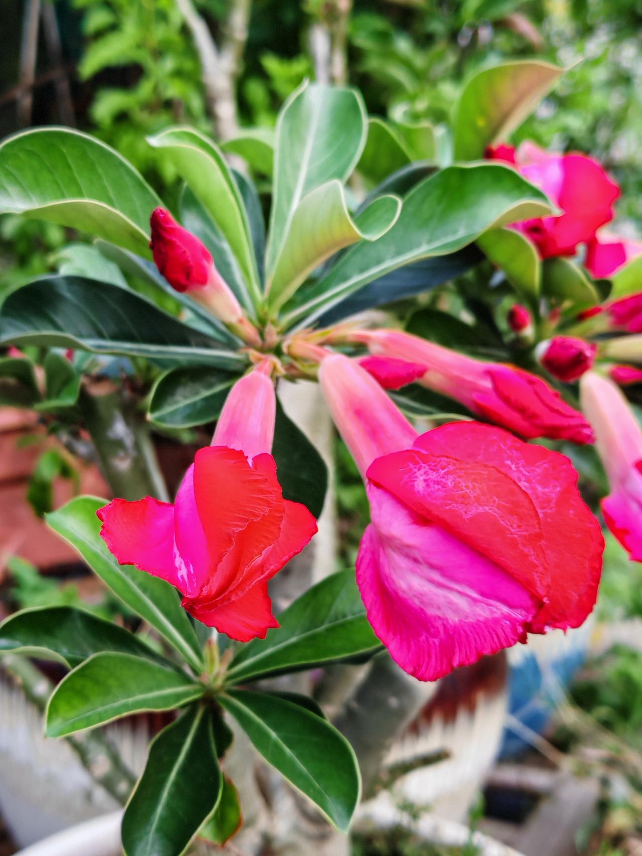 分享一张最近随手拍的照片领居家楼顶小花园里的花，开得如此娇艳！我是花盲，大部分花