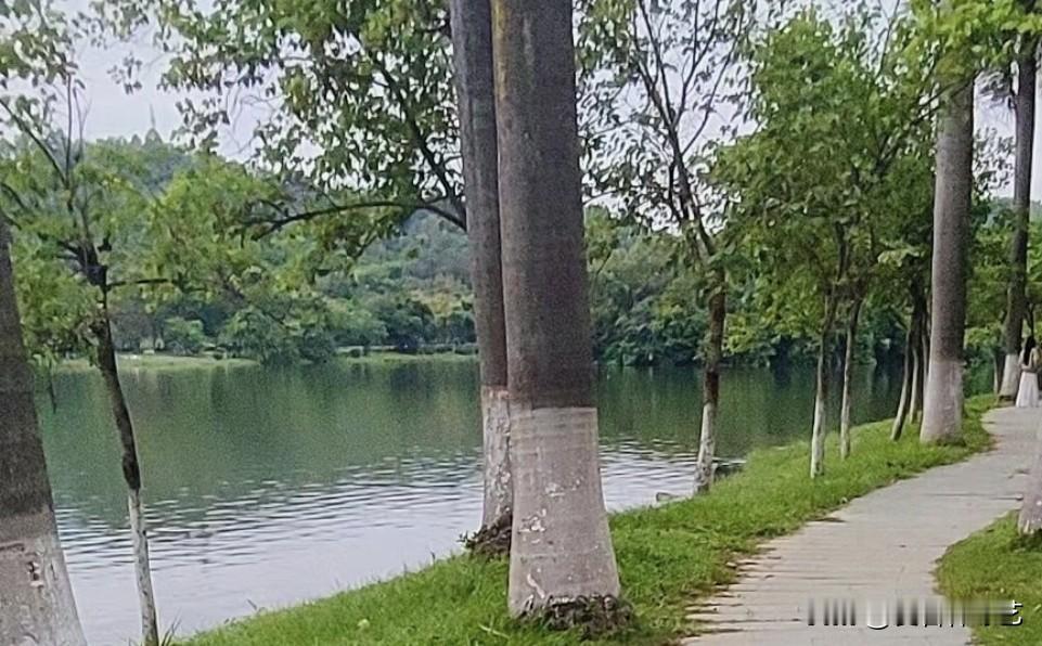 秋日生活打卡季湖畔步道绿树成行，草木青翠欲滴。澄澈湖水泛着细碎涟漪，远处山林郁郁