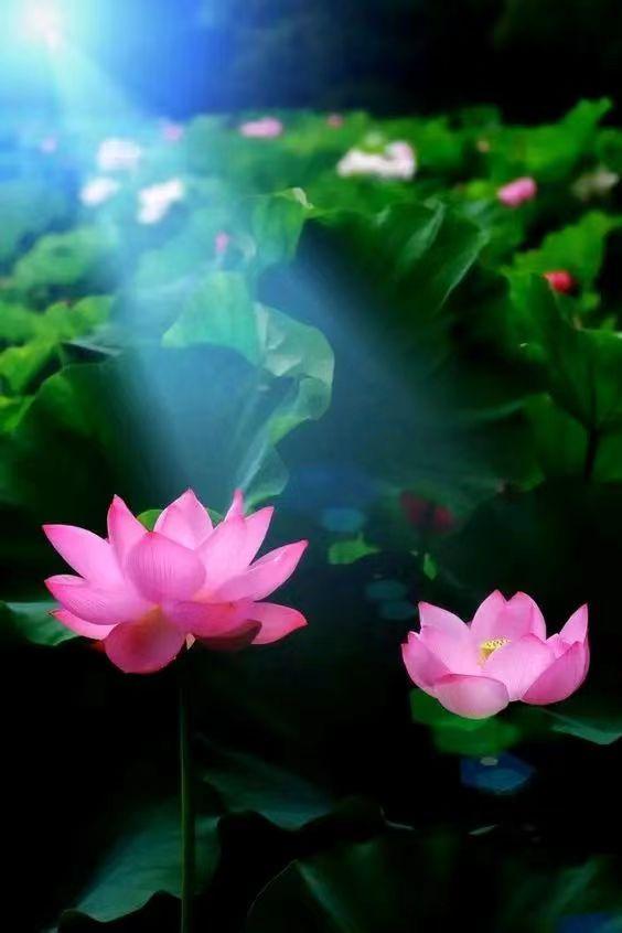 [微风]现代诗：《星谣》
原创/首发


 
漫过指尖的
星芒

亮了
暗了
