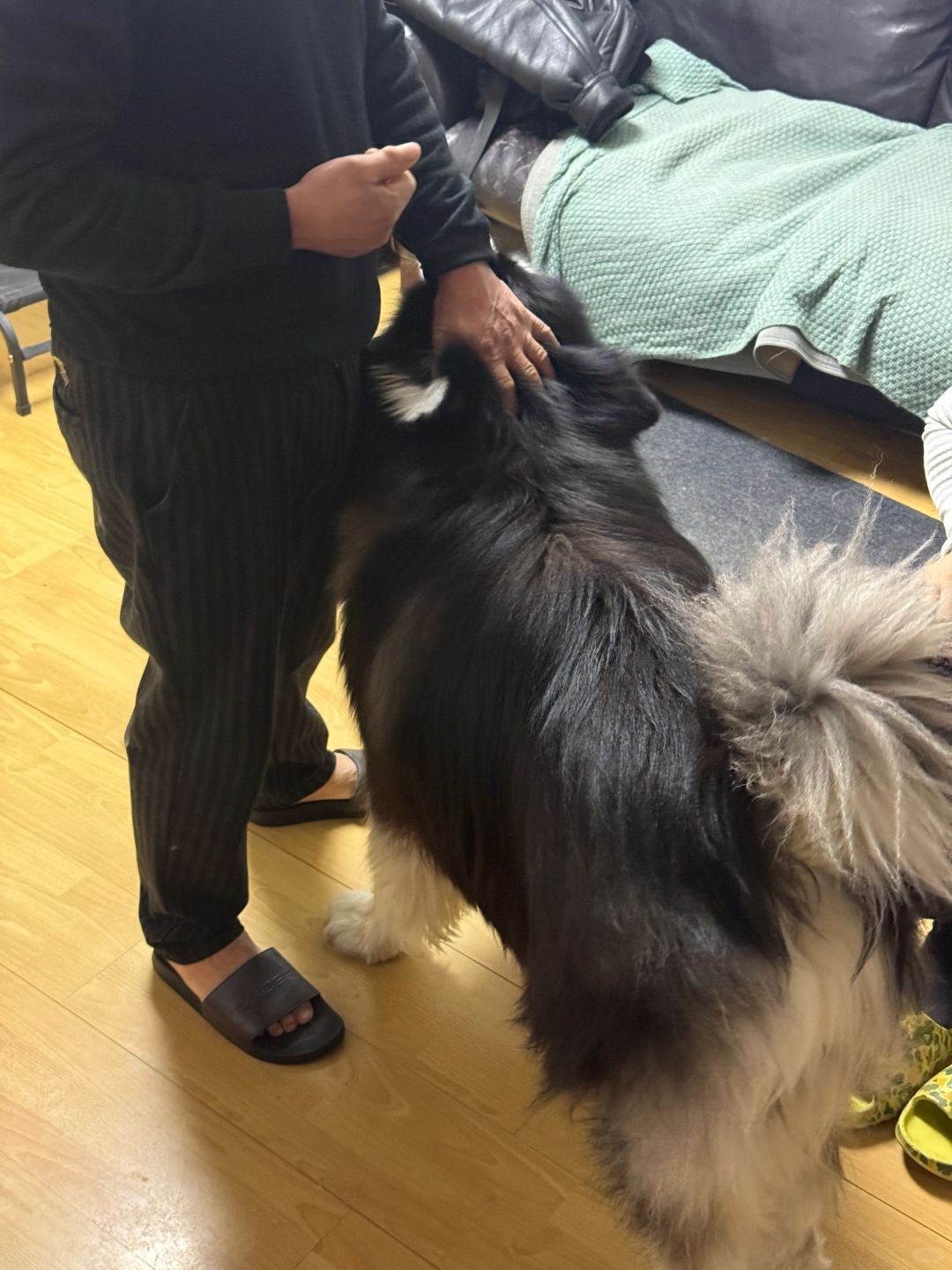 疯狂讨好爷爷👴
