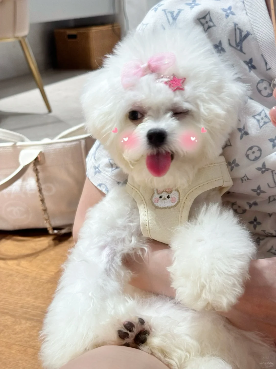 小修狗