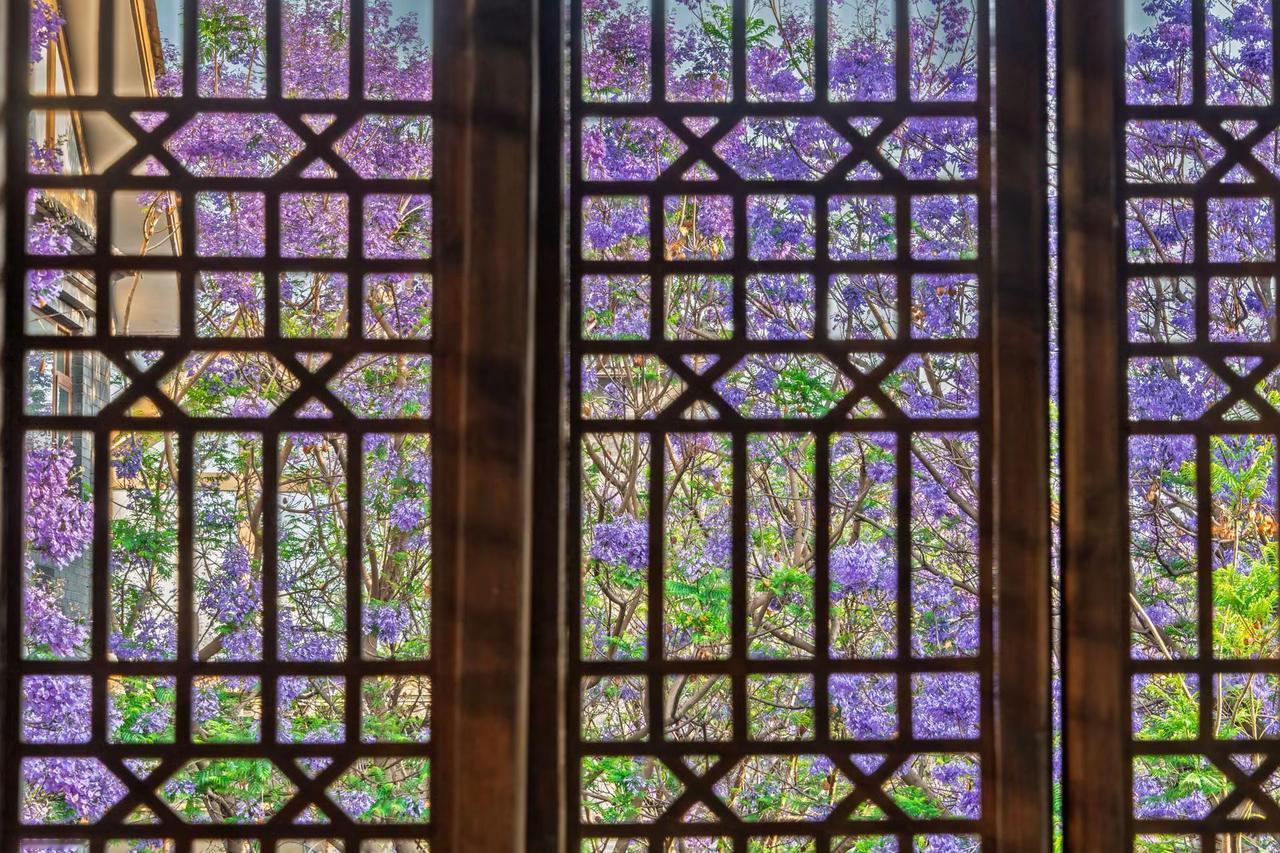 昆明富民上河院蓝花楹。昆明富民上河院蓝花楹