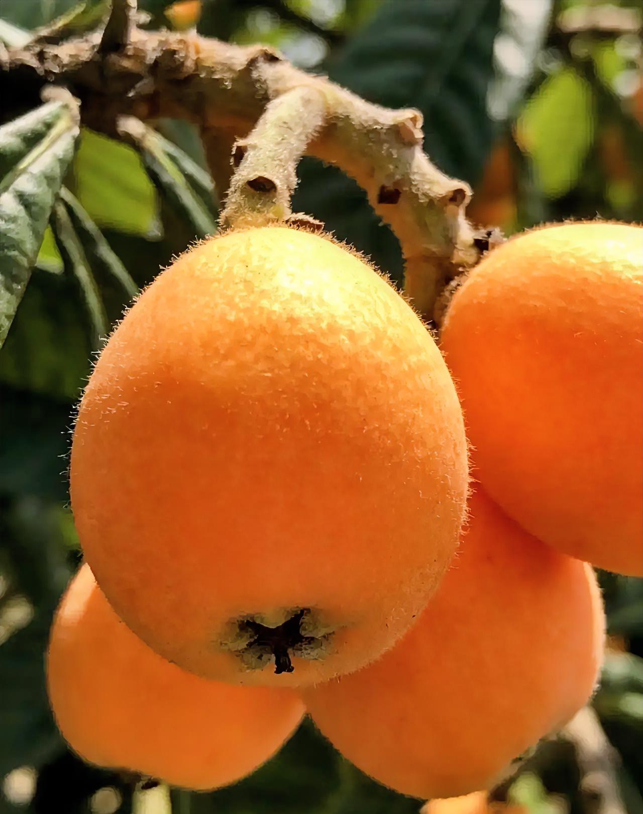 一颗枇杷，倒把人心里那点旧光景给照亮了。

小时候，日子不讲究，嘴却很诚实。馋了