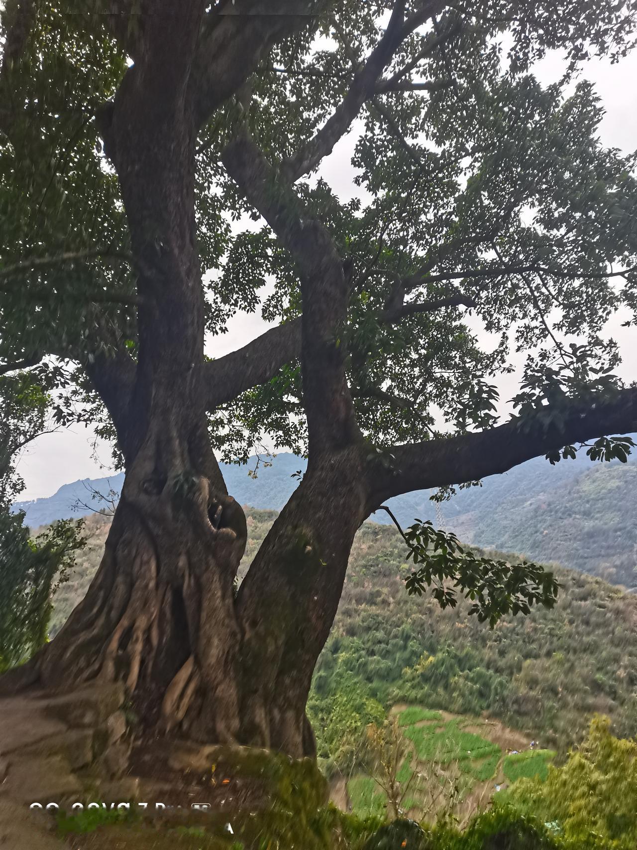 2026年元旦，下午，驾车来到了达州复兴社区这边，铁山脚下有名的网红打卡地，就是