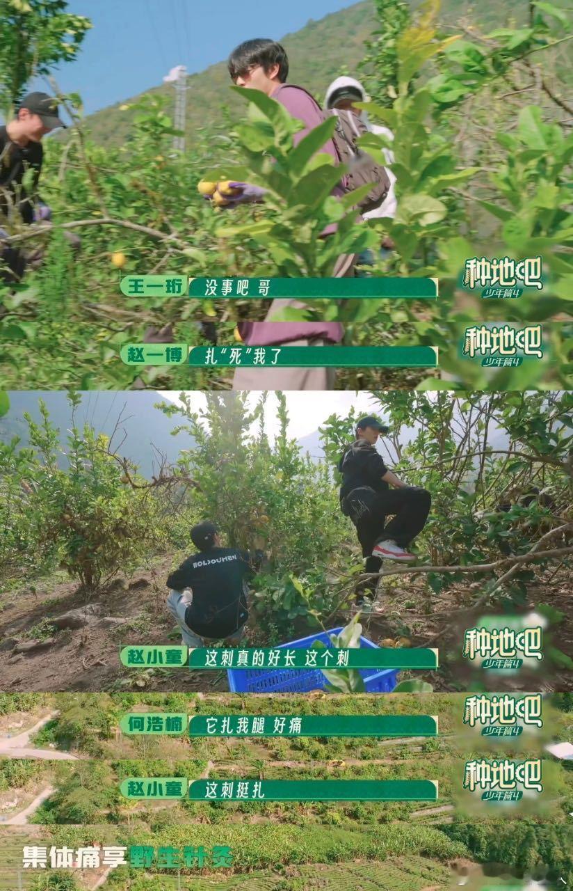 蒋敦豪赵小童何浩楠被香橼味俘获种地吧荆棘丛采摘香橼困难重重，却抵挡不住香气带来的