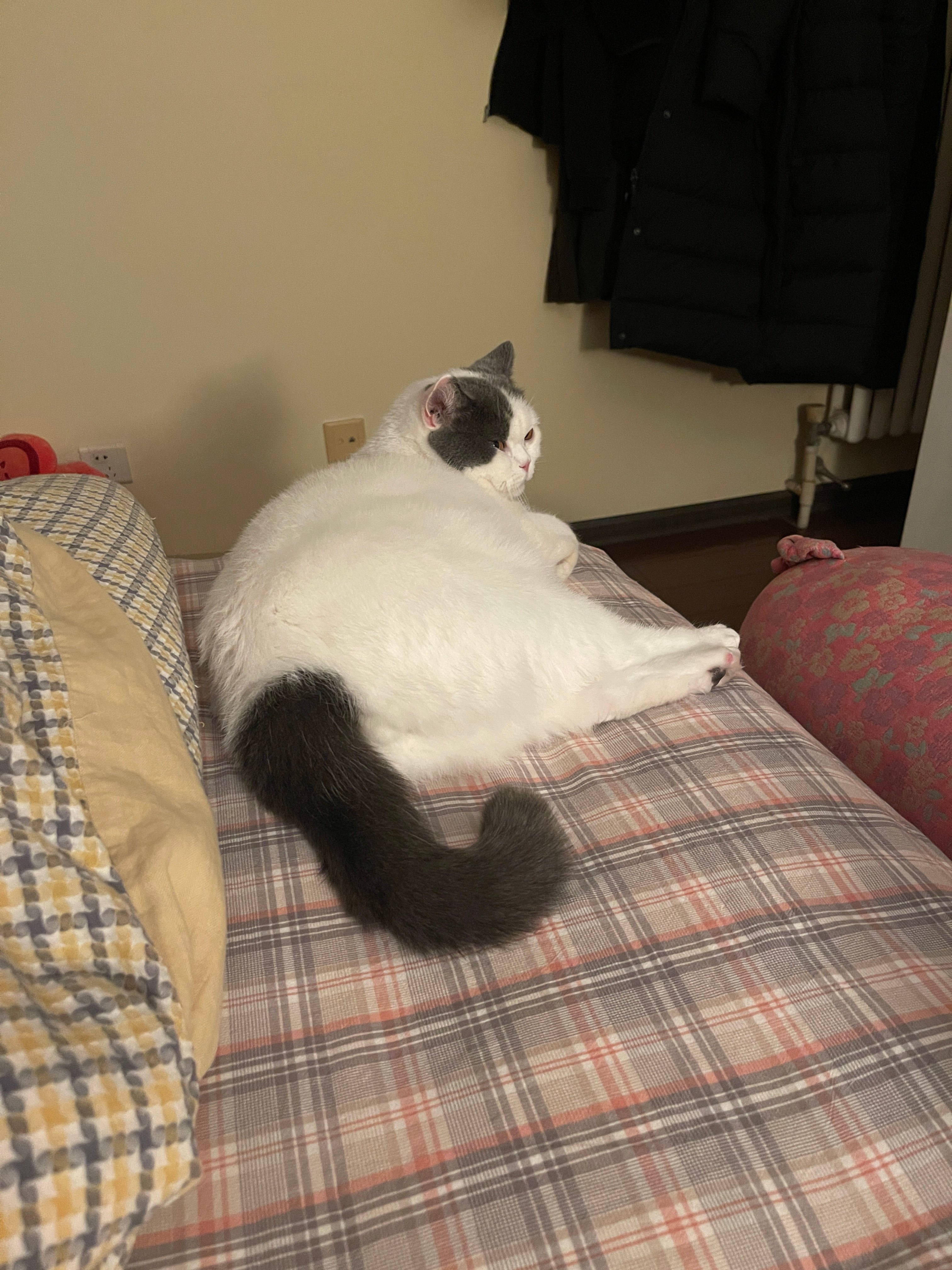 肥美豚 