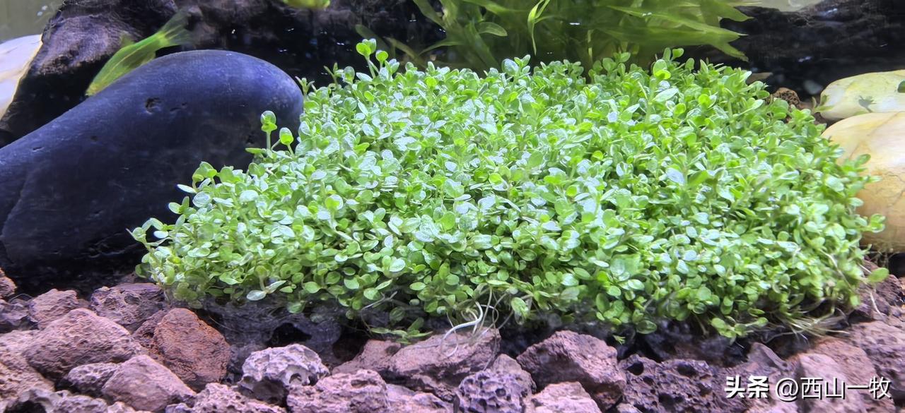 植物真是神奇，短短两天，鱼缸里的水草的根已经紧紧抓住石头了。