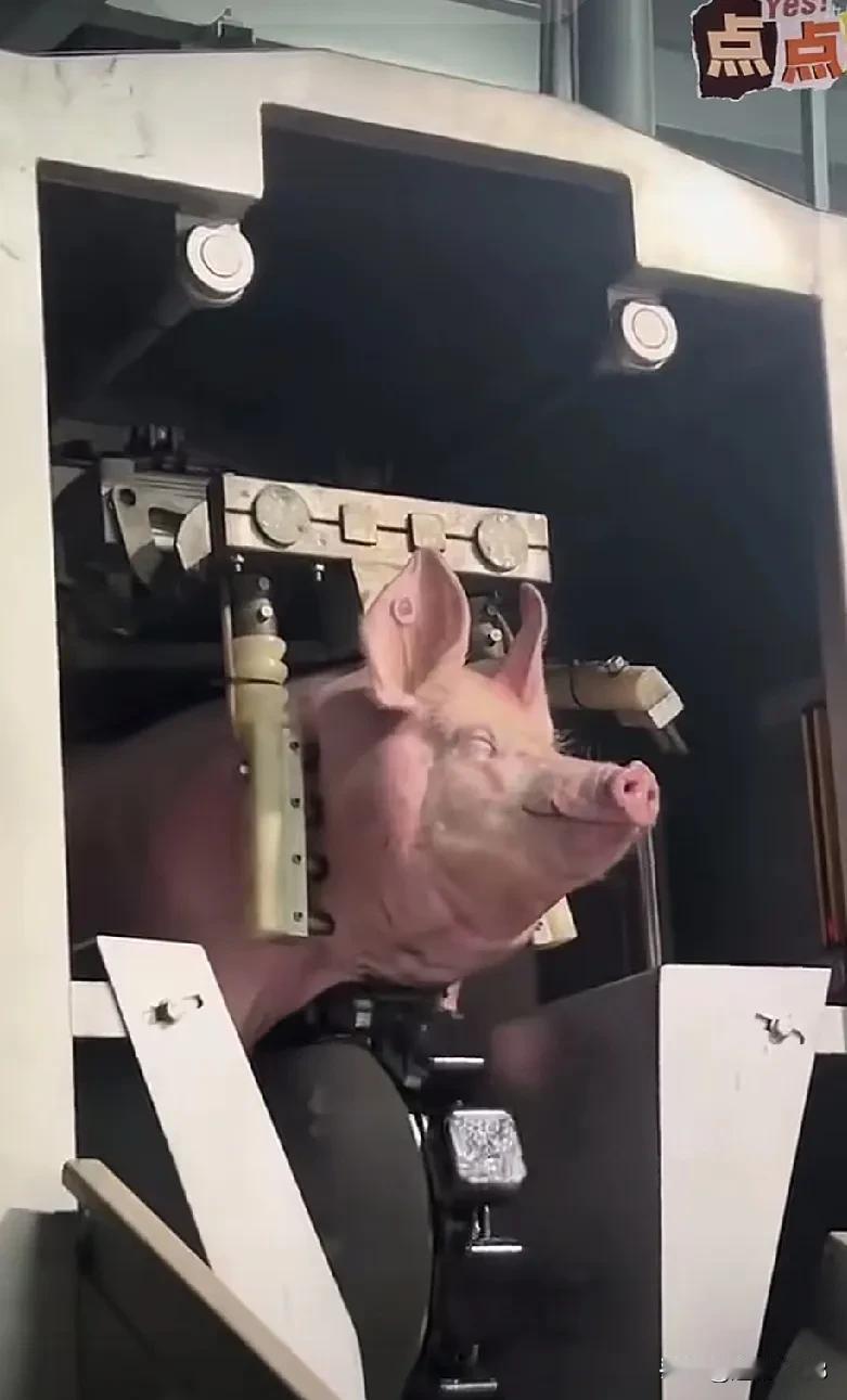 人就像这头猪，
左右不了命运
明知道下一秒是电击伺候
还有滚刀
你怕不怕
你犹豫