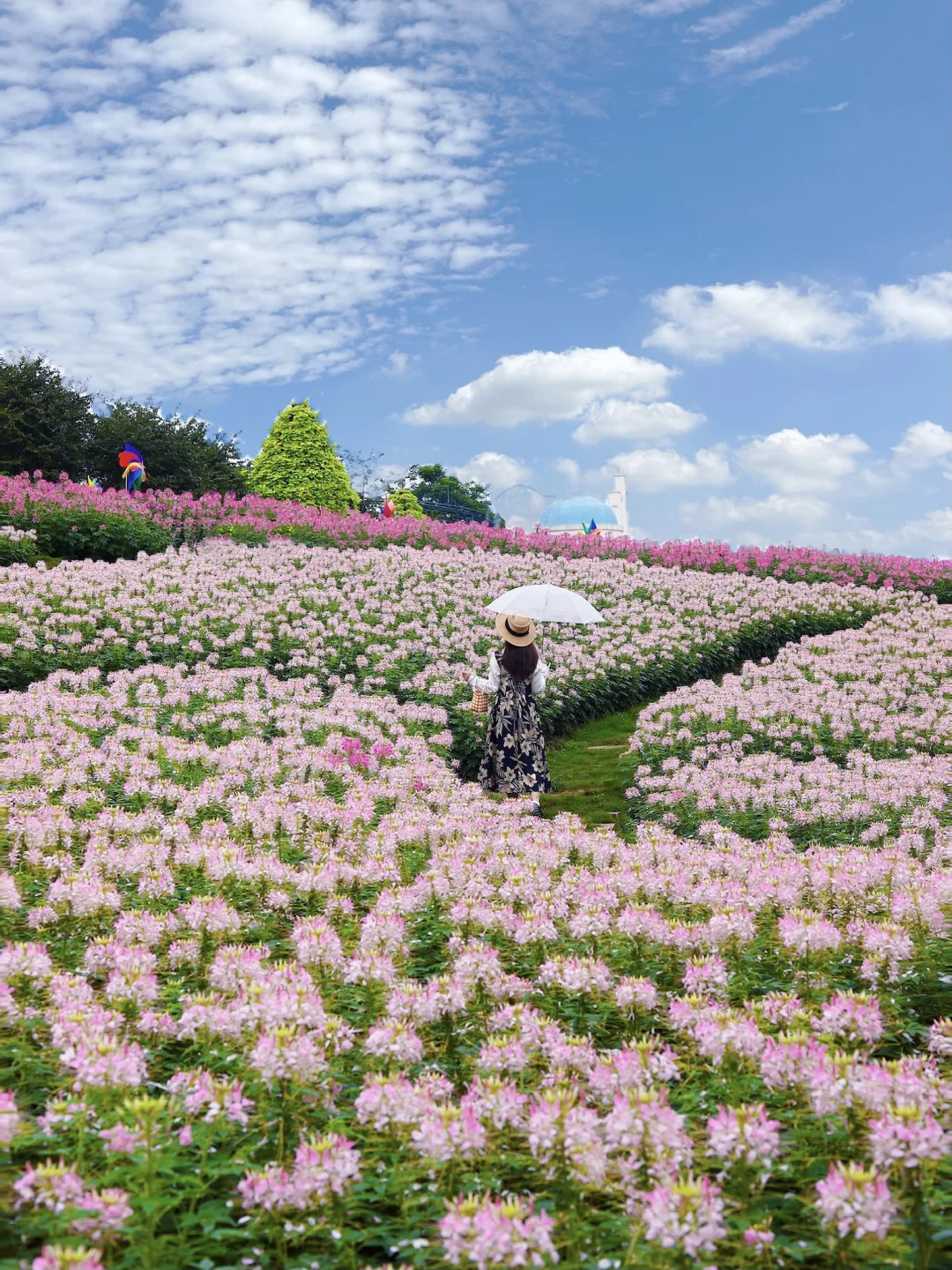 这是接下来几个月的成都，好浪漫好chill💐