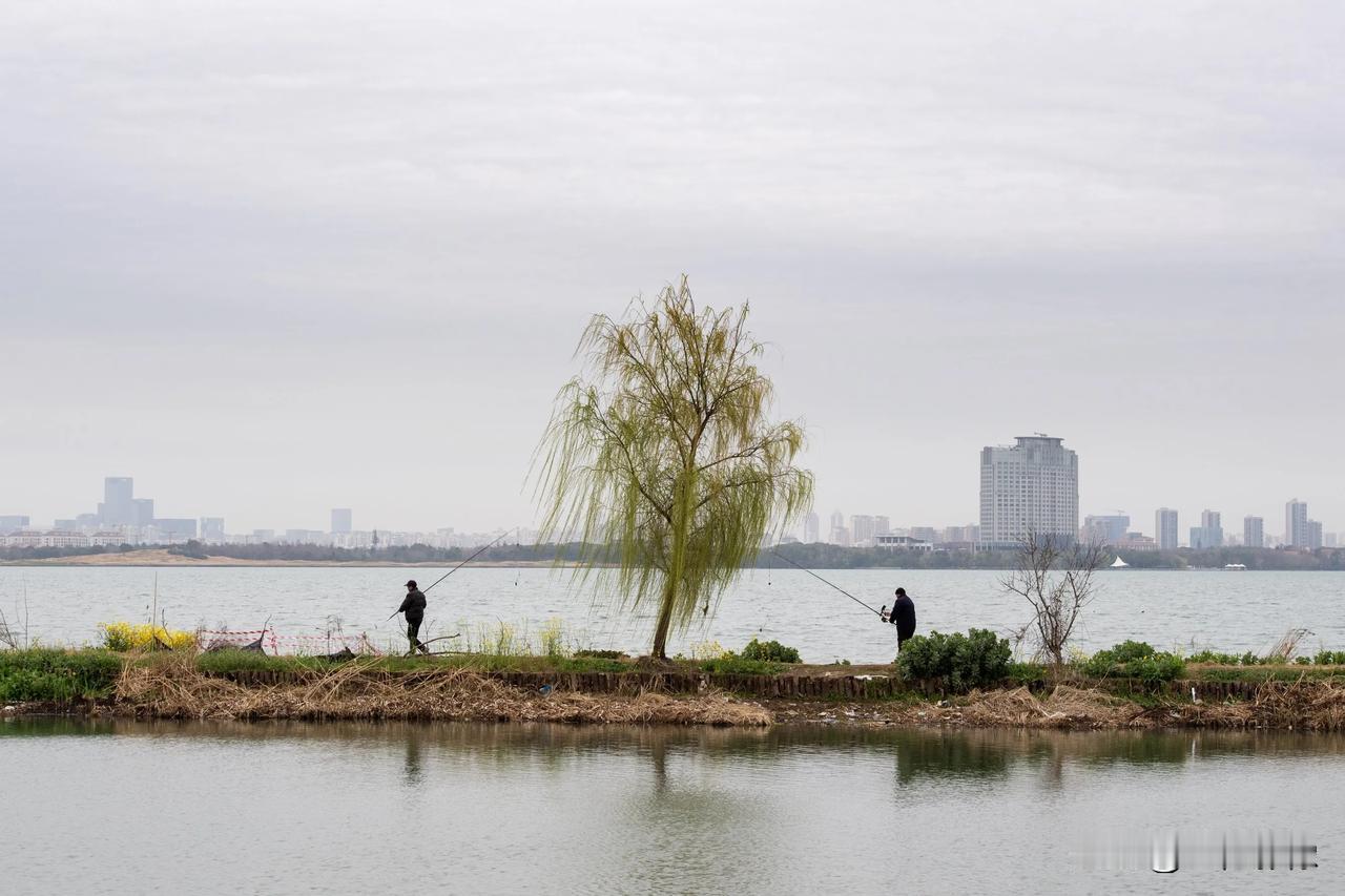 苏州独墅湖边又开始热闹起来了，每天钓鱼的人络绎不绝[呲牙]