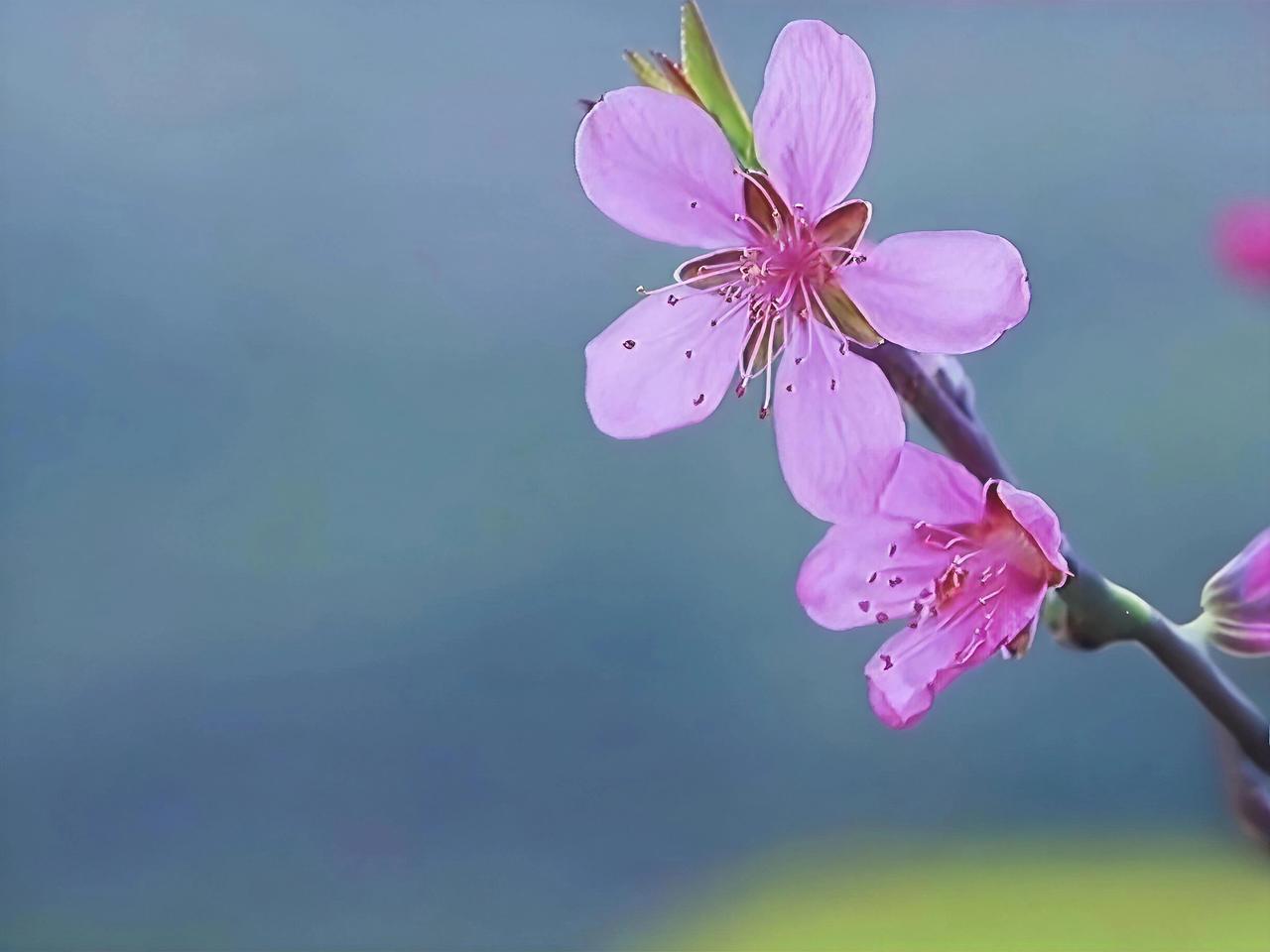 春天来临，花成了主角。漫步街头，不经意间便能邂逅绽放的花朵。随手一拍，记录美好瞬