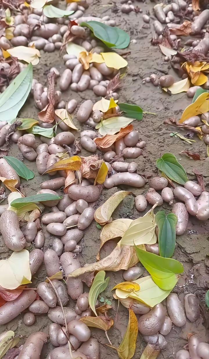 来个高手，这是啥东西？烦劳各路大神不吝赐教。