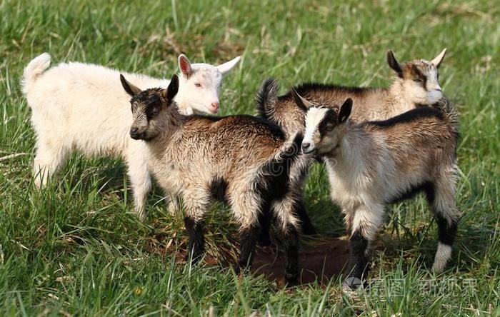 辽宁大连，一对90多岁老夫妻，3000元卖了4只羊，可却没收到钱，但60多岁收羊