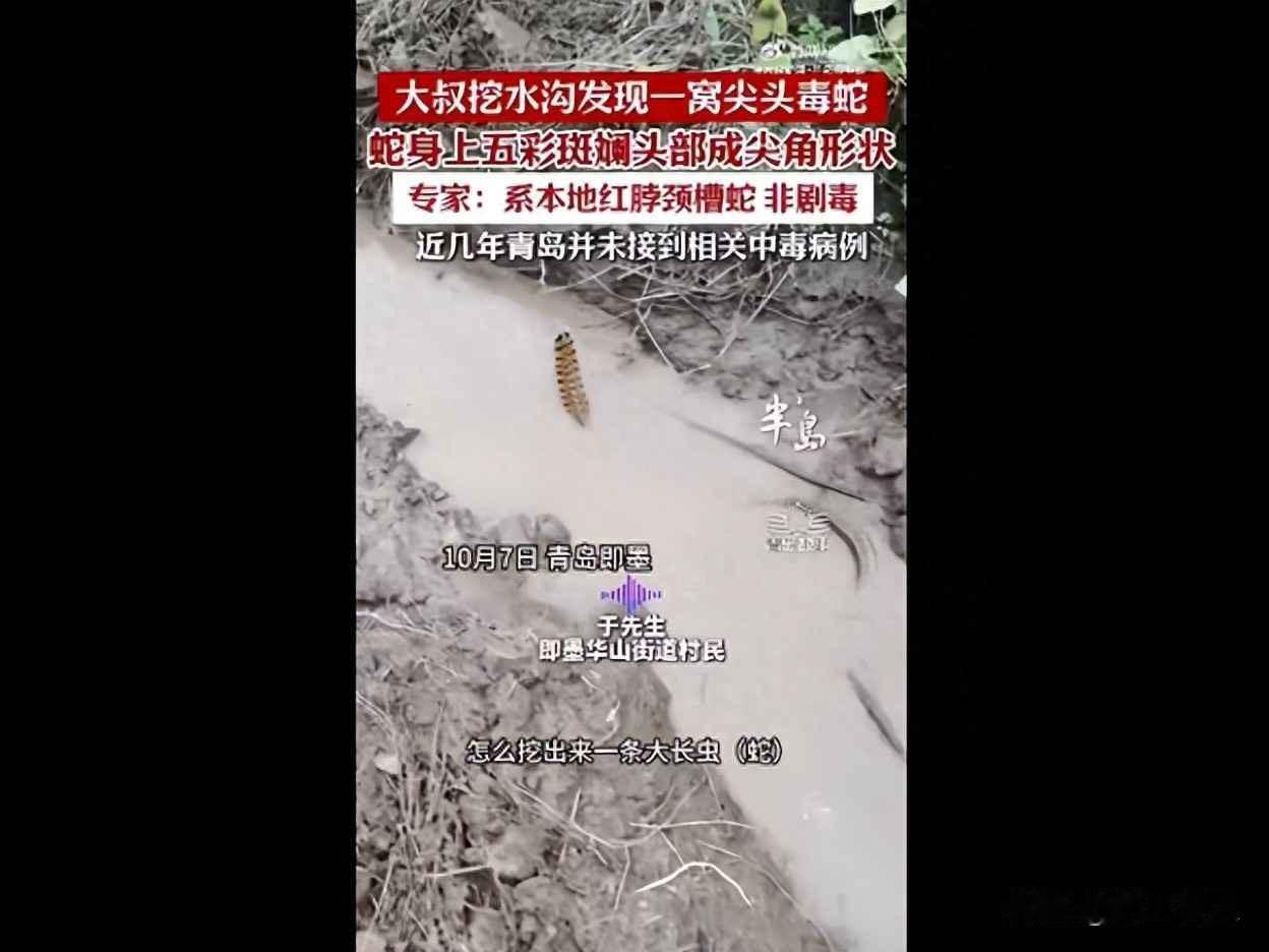 青岛村民拍到五彩长蛇，全网炸锅说有毒，专家却说它根本咬不伤人

10月7号，青岛