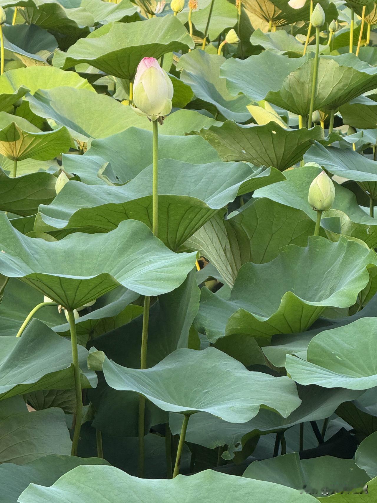 【小对联】
上：……？
下：节能。