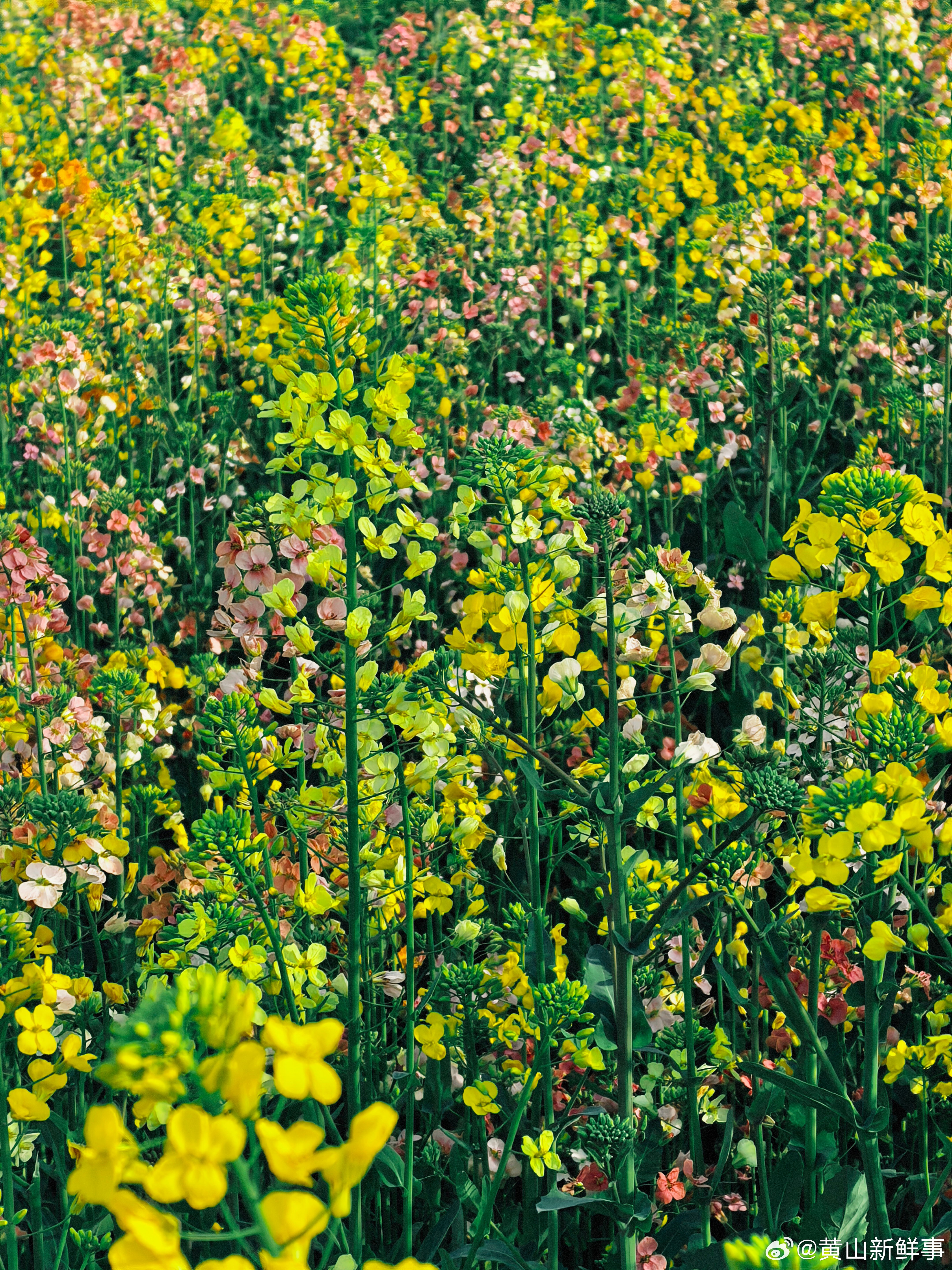 被安徽皖南彩色油菜花美到失语风把春天揉碎了，撒在皖南的田野里，金黄、粉橘、奶白的
