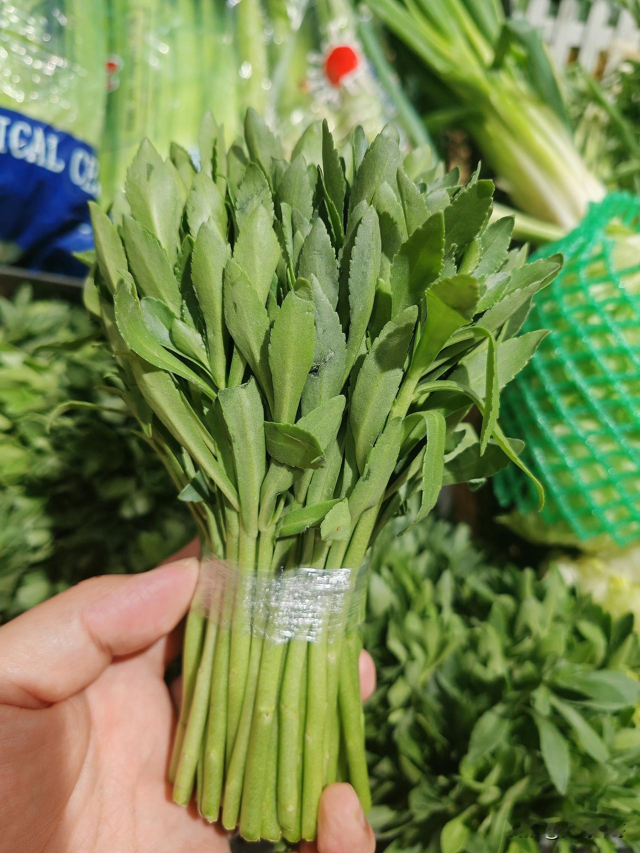 在山西运城看到一种蔬菜，从来没吃过，也不认识，你们知道是啥吗？怎么做好吃呢？可食