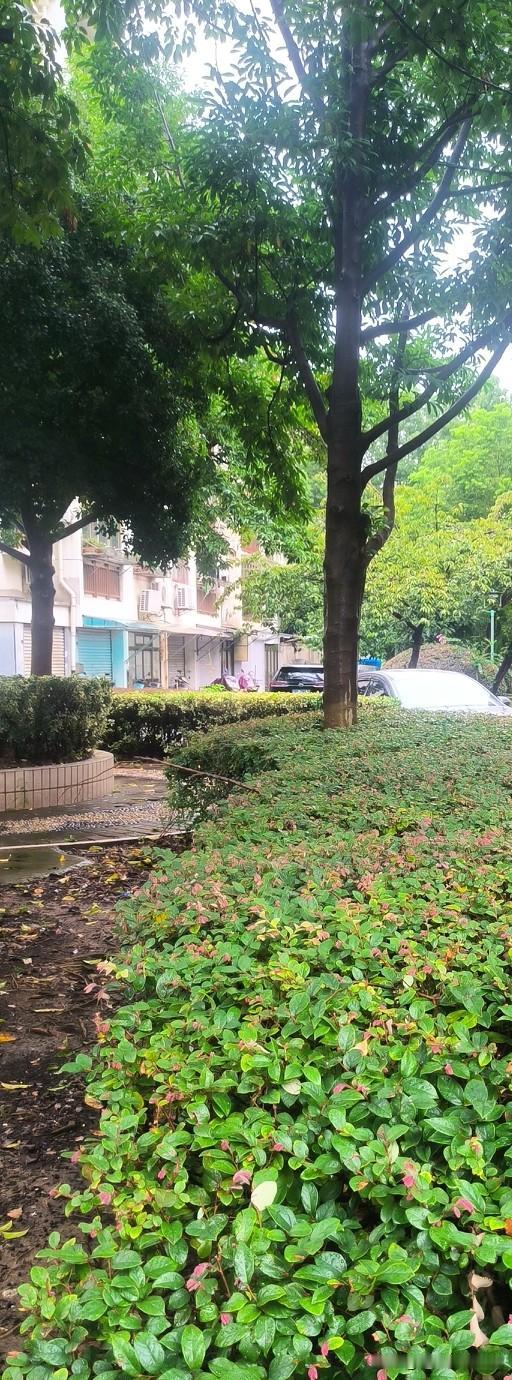 今天晚上没下雨，就是不能进山了虞山上下了多天的雨，山土松了，怕出事，只能在虞山脚