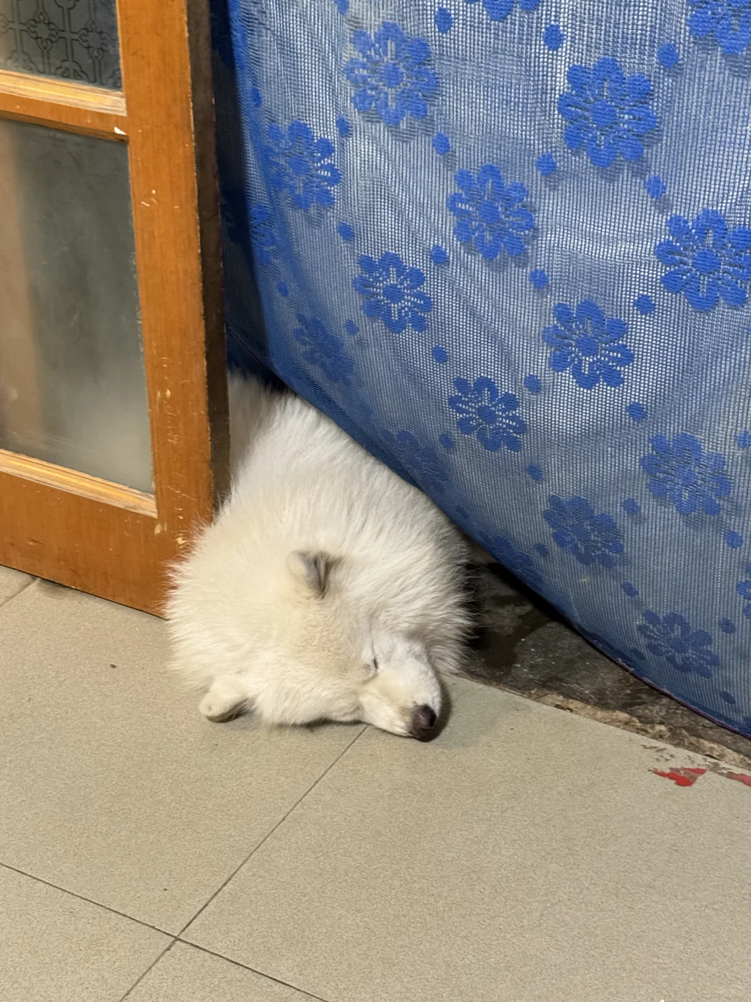 一颗小狗头