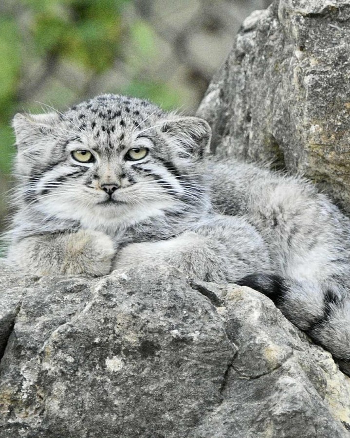 英国英格兰肯特郡的一座大型野生动物园及自然保护区里的兔狲仔仔~现如今已经长大啦！