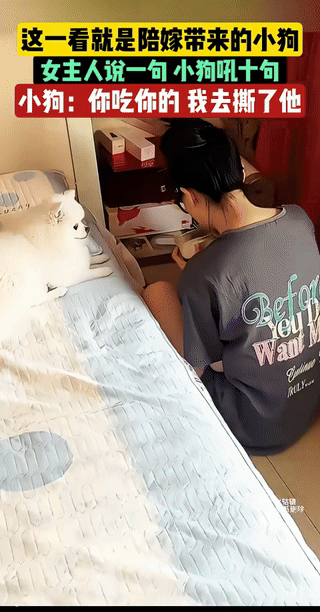 它：你再说说试试！咬烂你的嘴。
男人劝自己的女人，“坏孕了不能吃雪糕。”它叫到后