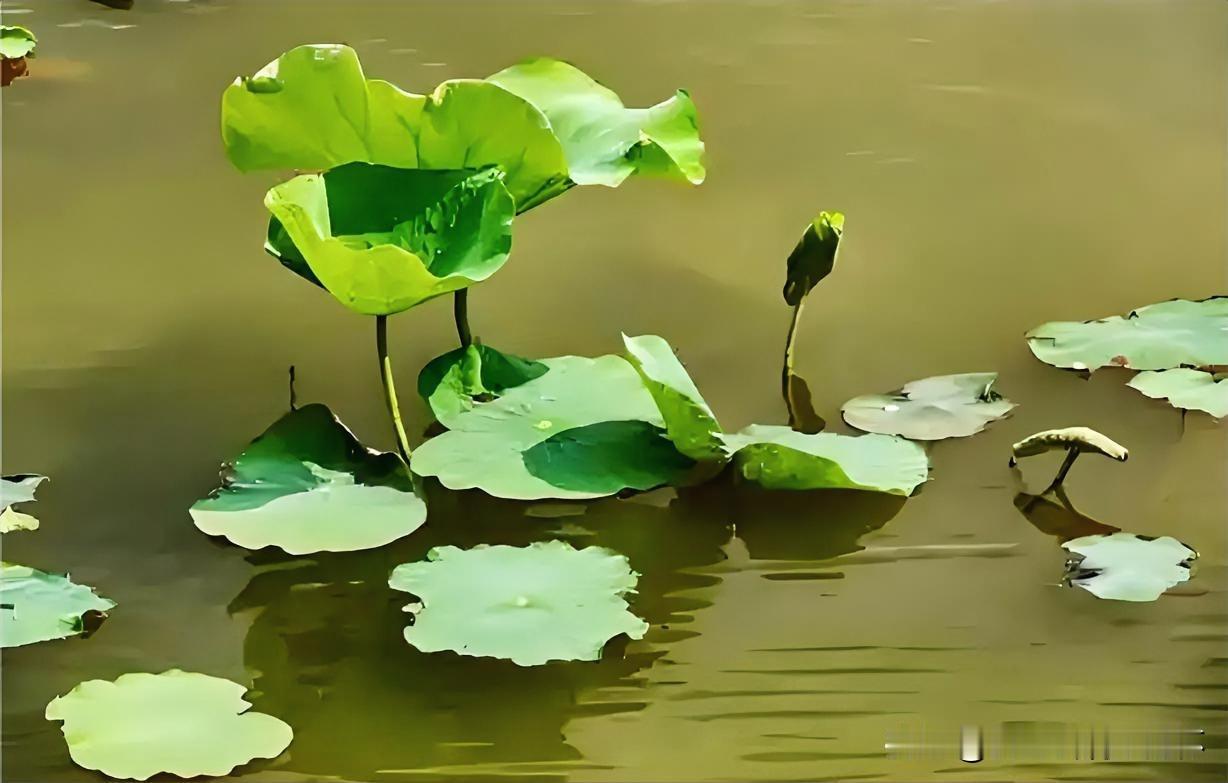 下联：春塘微雨小荷翻
上联：有请雅士[玫瑰][玫瑰][玫瑰]