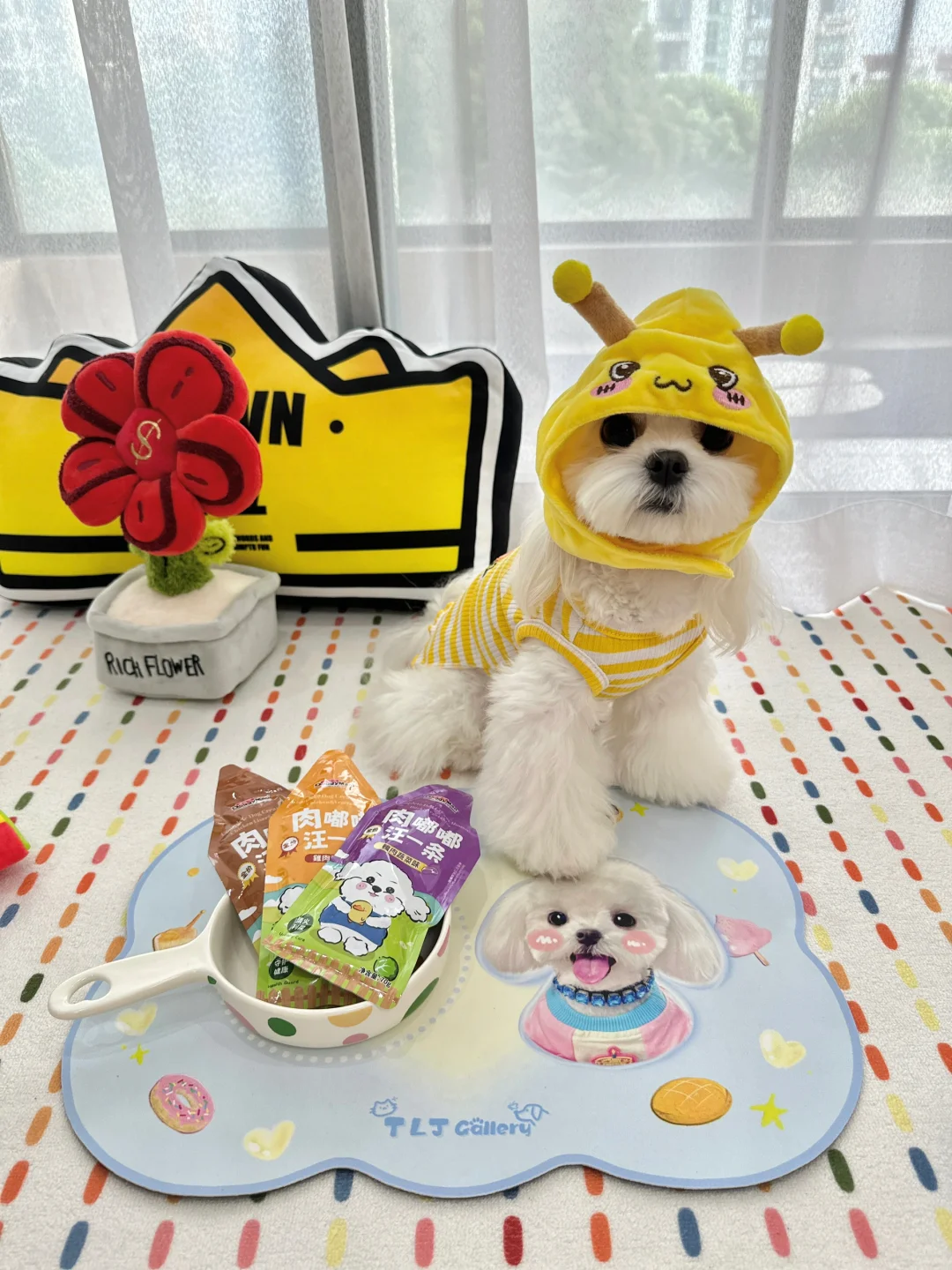 为了重返花期🐶少爷吃上了猫猫同款大狗条啦