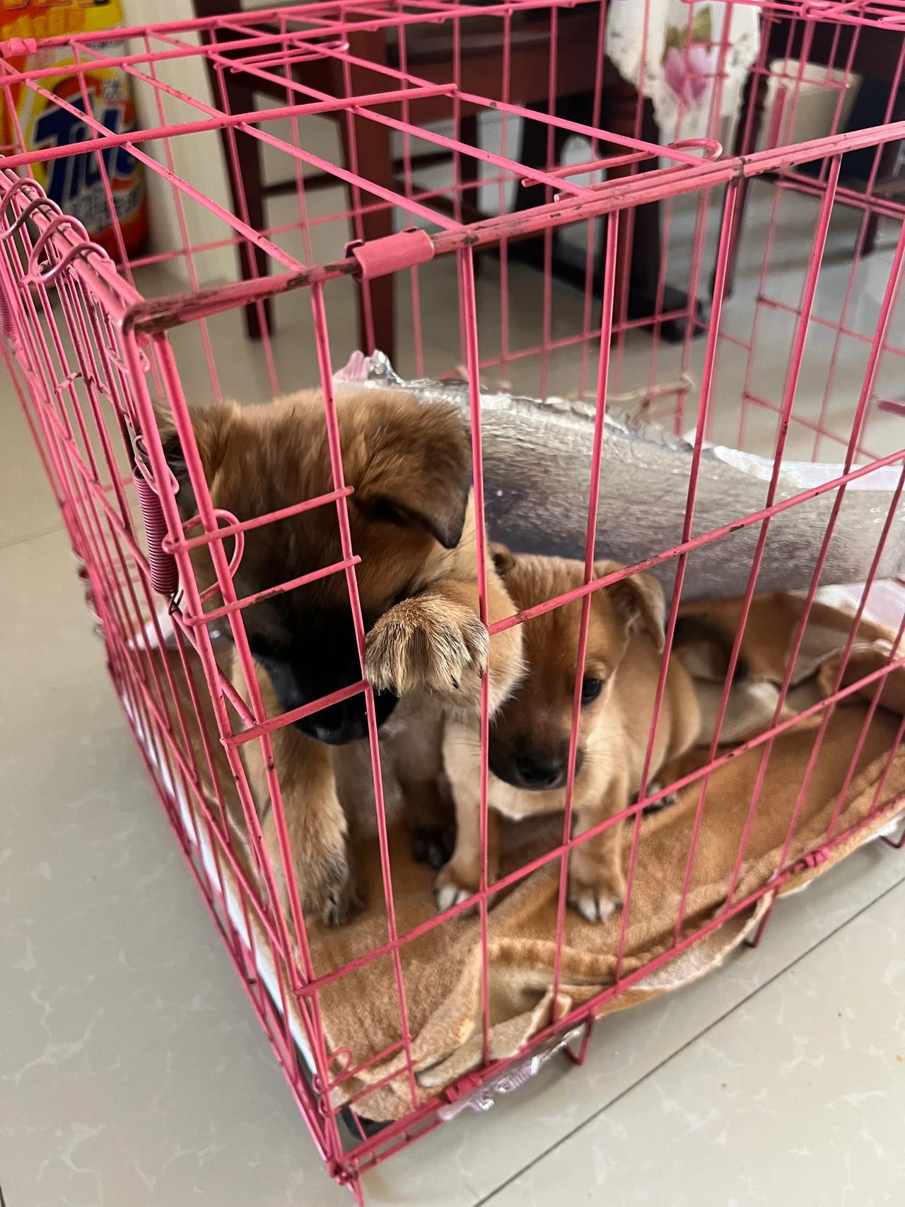 小狗🐶有窝了