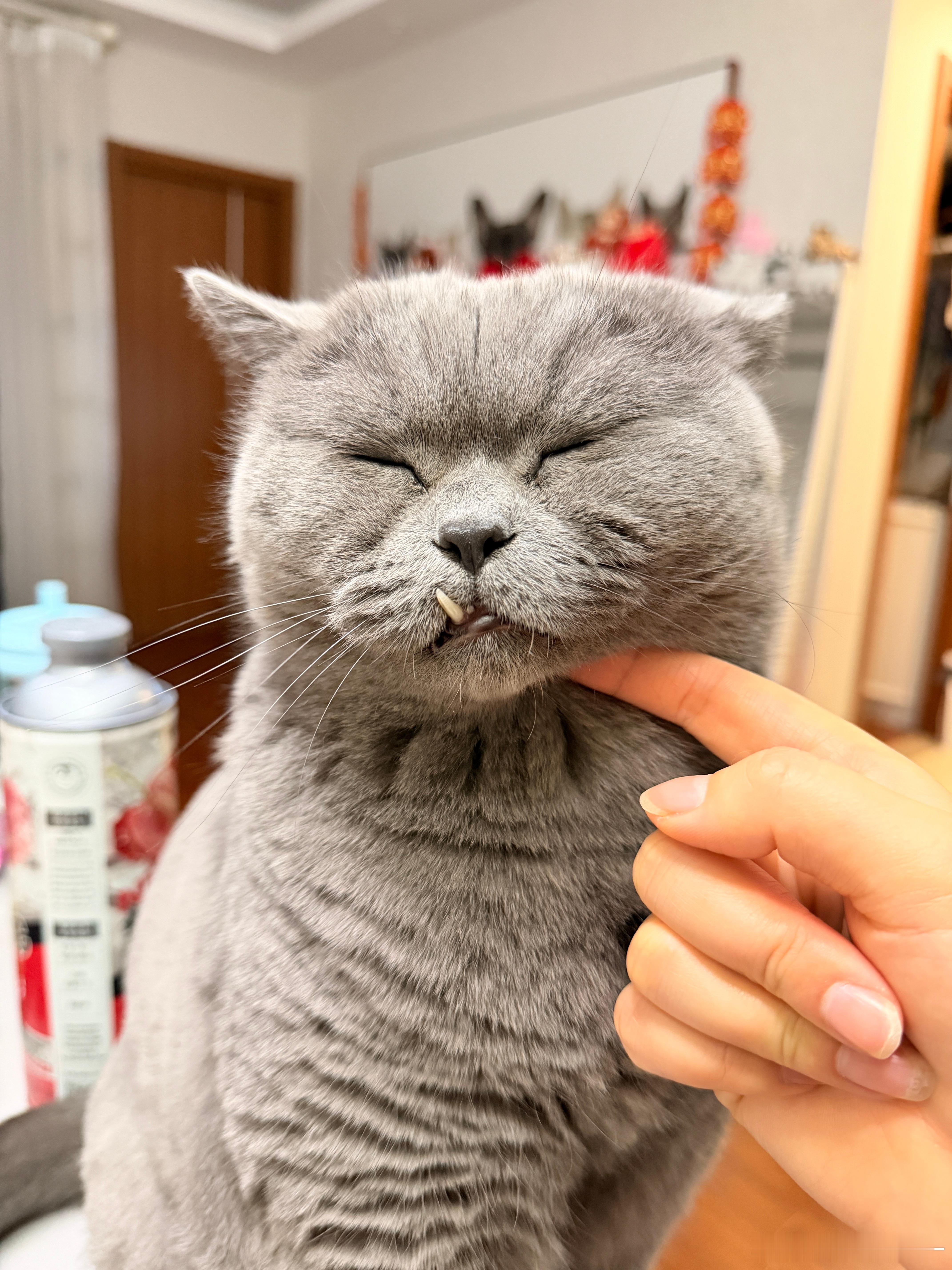 专家说小猫上床是不脏的是的，这次专家说的对反正说啥我都闭眼不听 