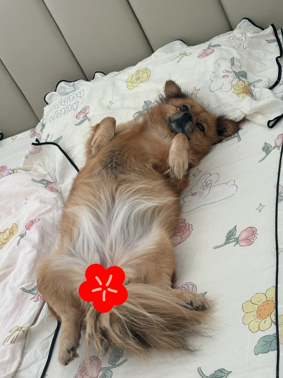 笨笨祝大家国庆节快乐