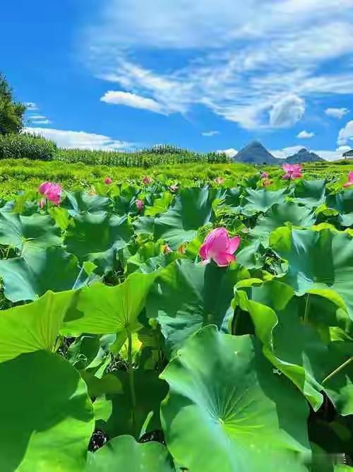 涑堤夏日柳条轻，荷花新雨映日红。
​天热巷深无狗吠，白发老妪逐顽童。

    