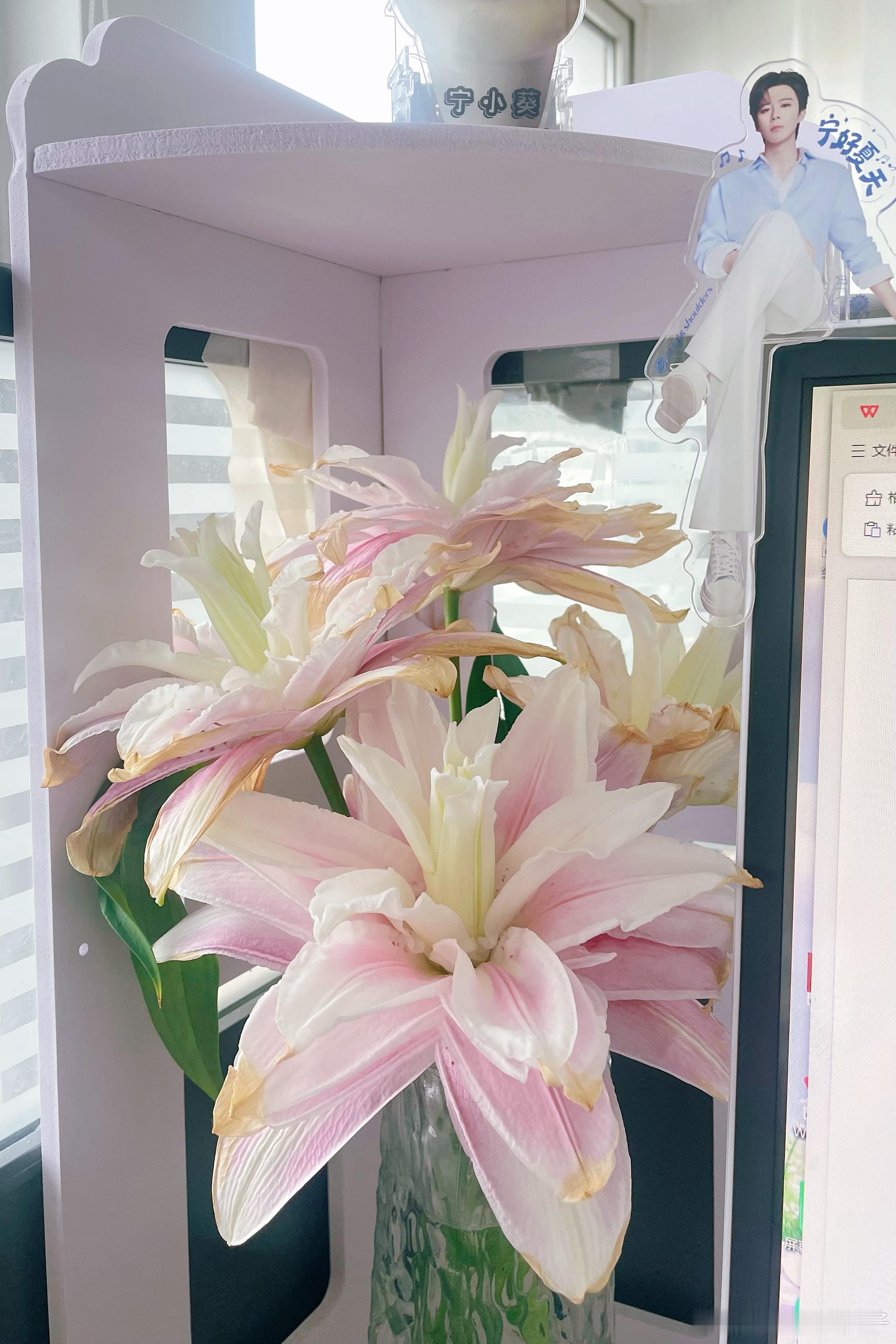 花店老板娘送了几只重瓣百合  运输有点脱水了让我试试看能不能养活。好家伙！昨天还